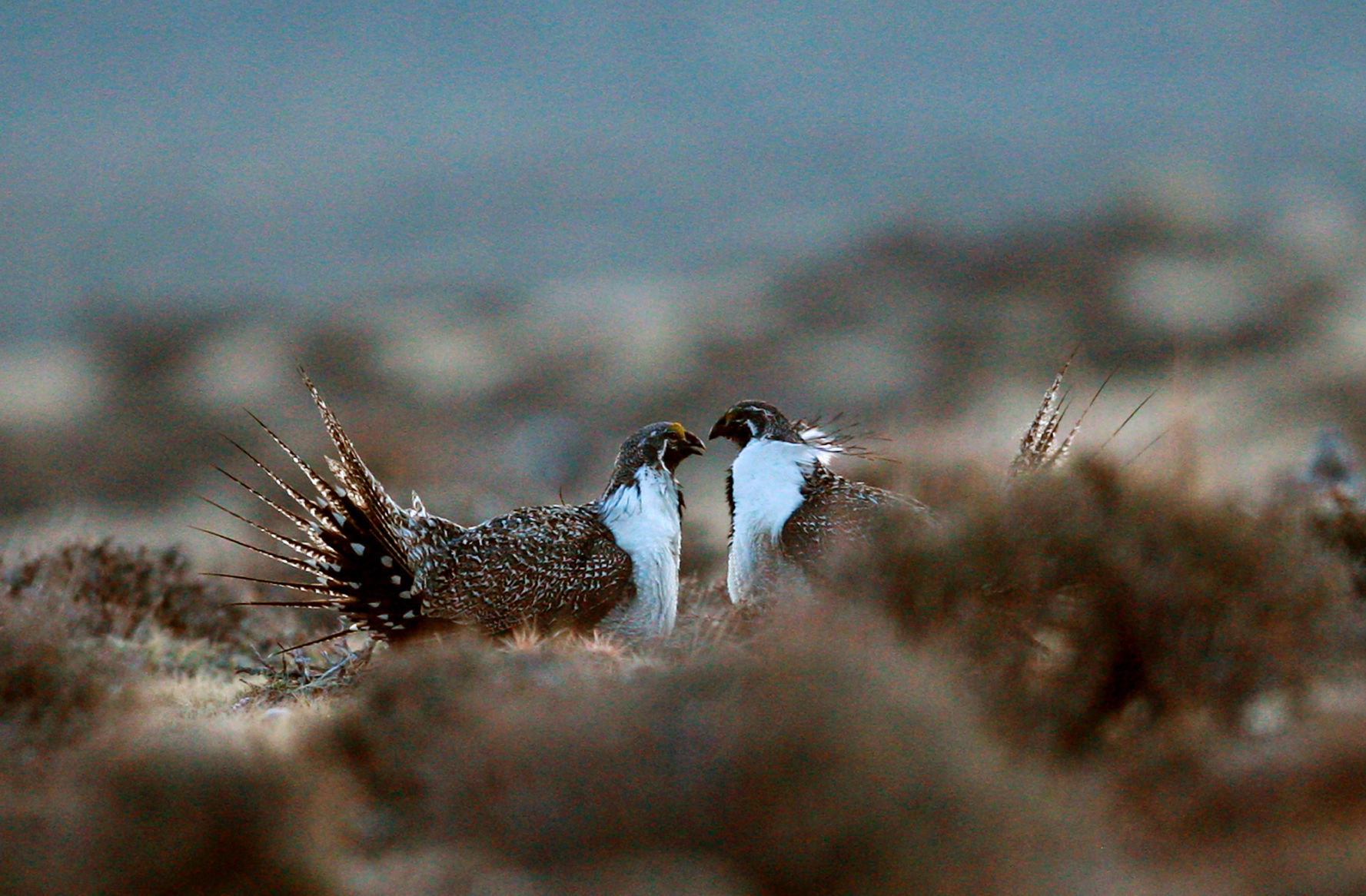 Sage Grouse